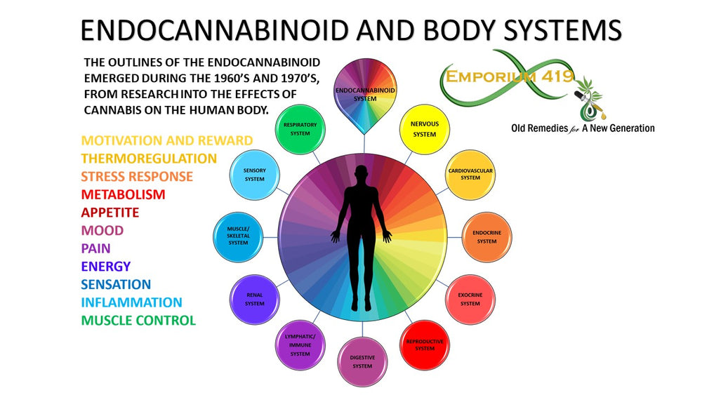 How Does CBD and the Endocannabinoid System Interact?