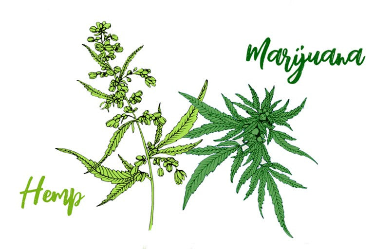 What is the Difference in Hemp and Marijuana?