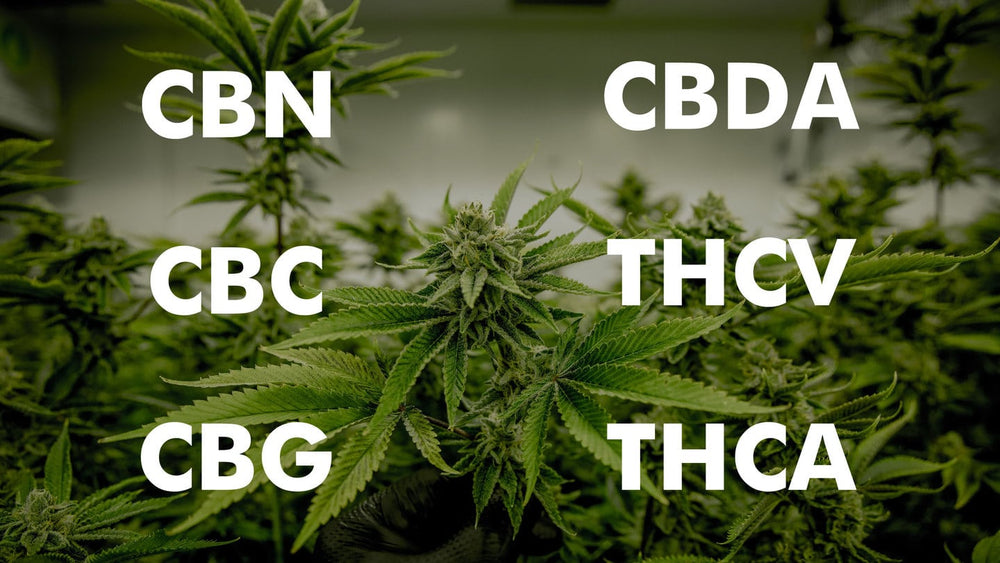 5 Key Differences between: CBDA, CBG, CBN, CBC, and THCV